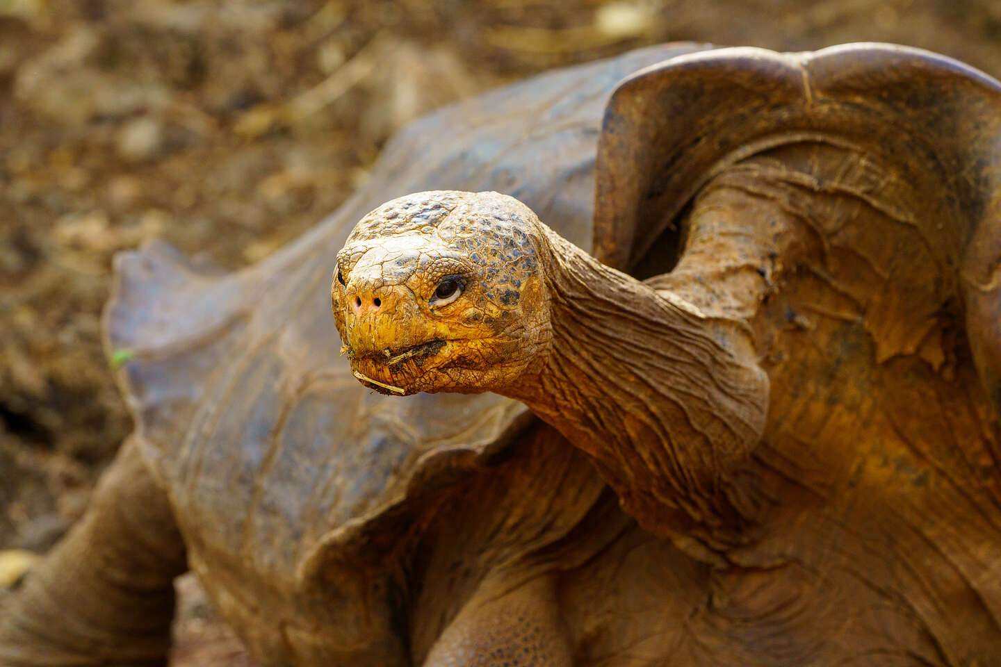Giant Saddleback Tortoise Giant Saddleback Tortoise