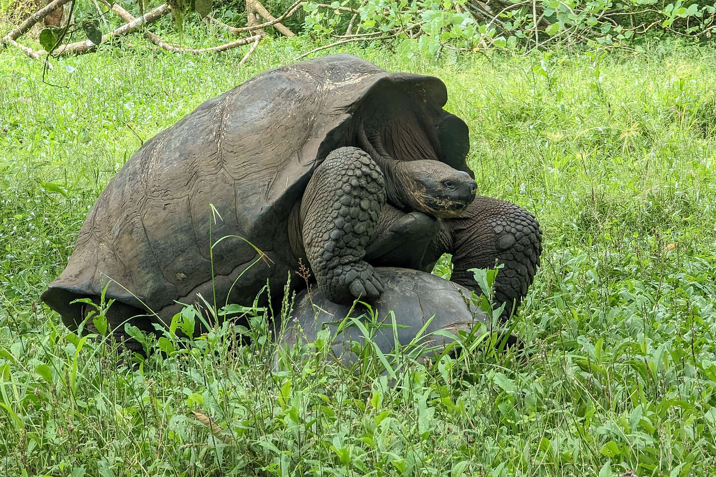 Mating Giant Domed Tortoises Mating Giant Domed Tortoises