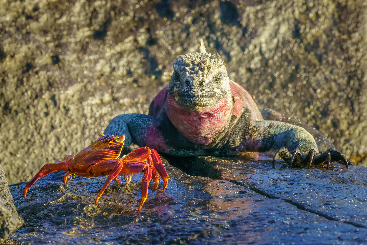 Christmas Iguana and his little buddy