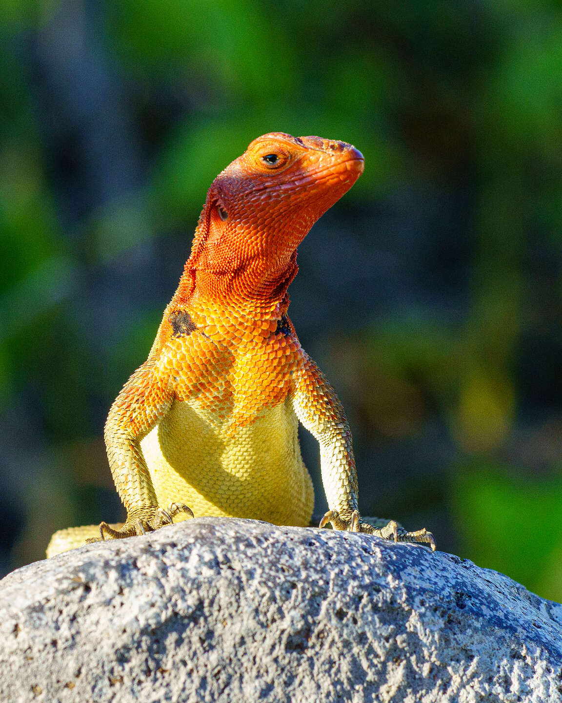 Lava Lizard