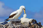 Nazca Booby feeding her hatchling