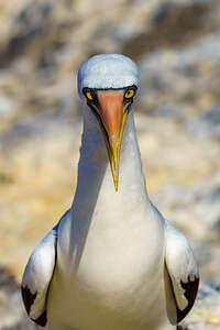 Serious Nazca booby