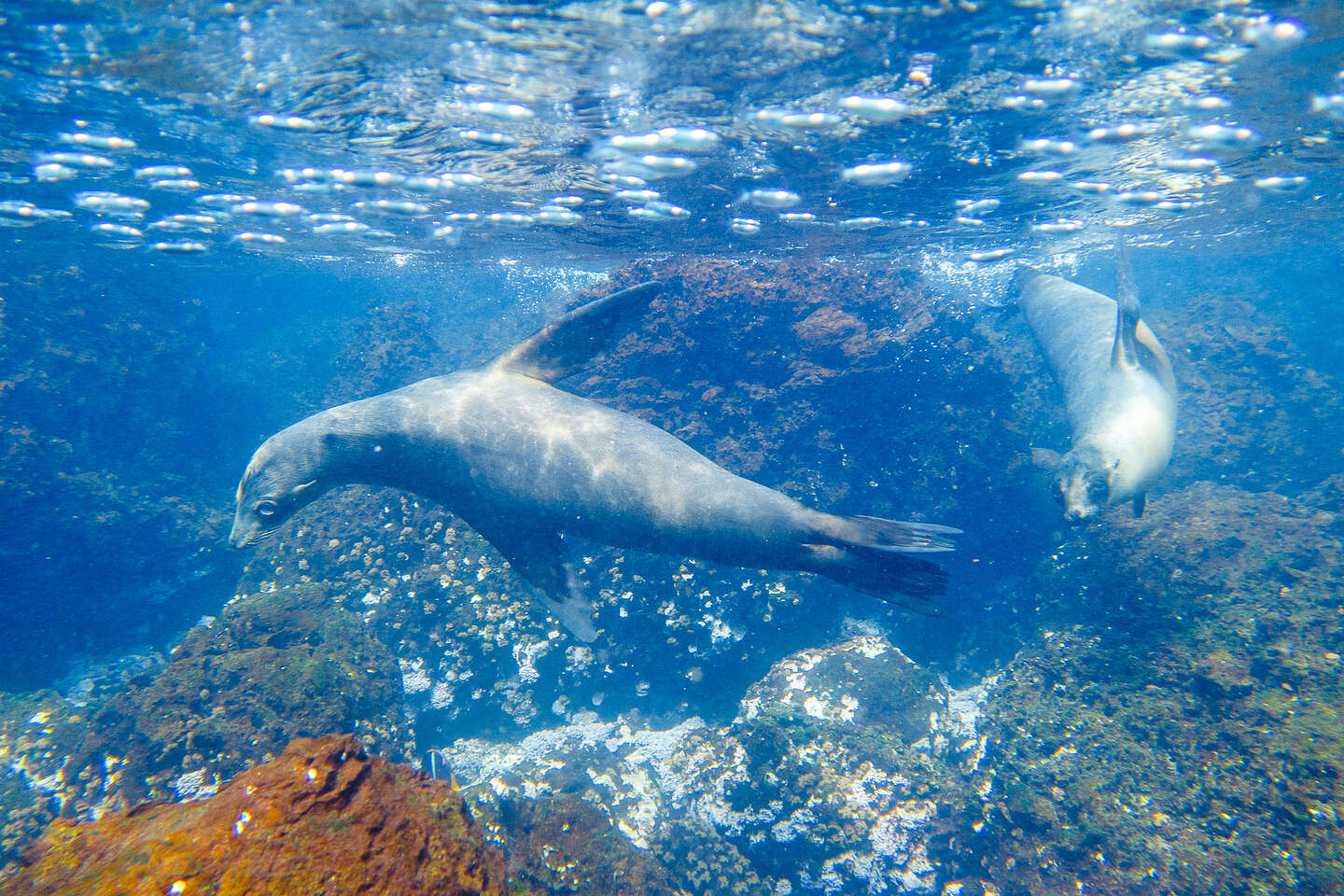 Snorkeling with sea lions Snorkeling with sea lions