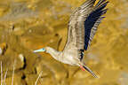 Red-footed booby in flight