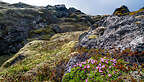 Skarðsvík Lava Field