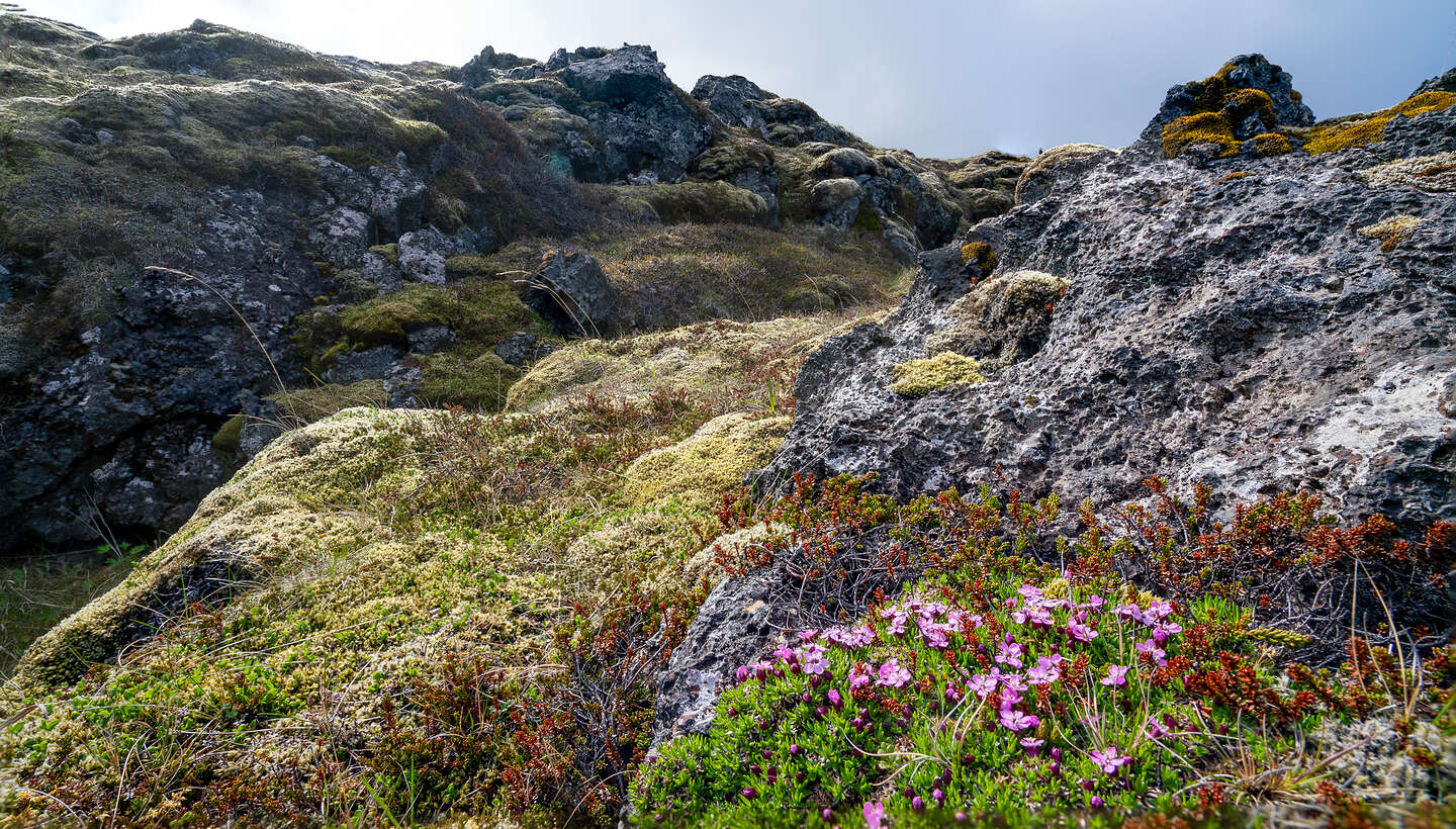 Skarðsvík Lava Field