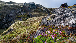 Skarðsvík Lava Field