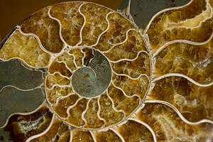 Out beautiful ammonite