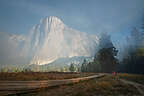 Smoky El Cap Meadow