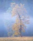 Lovely trees of El Cap Meadow