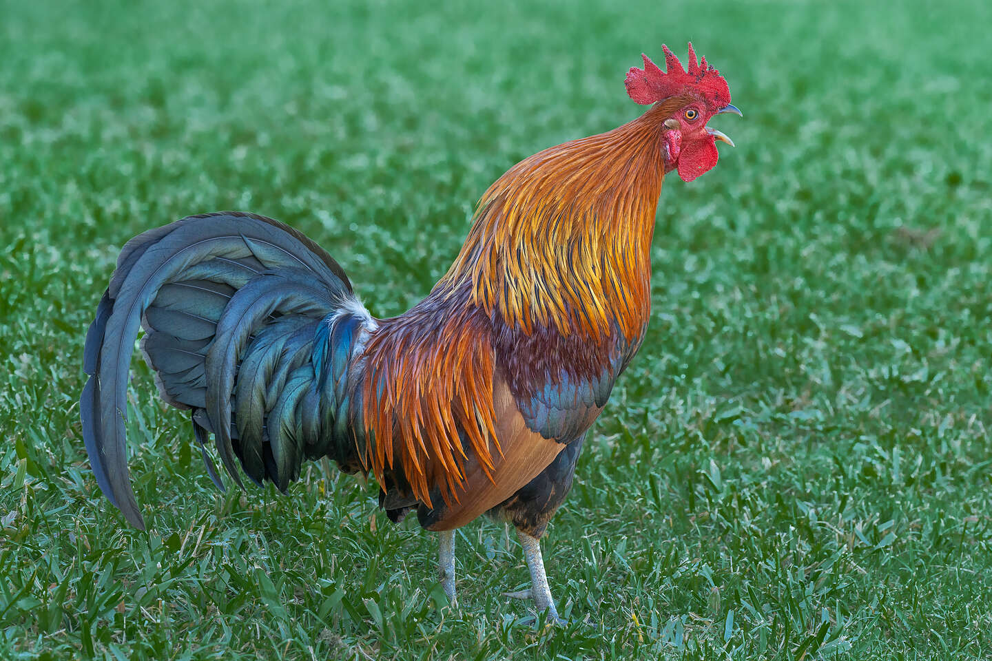 Feral Rooster Feral Rooster