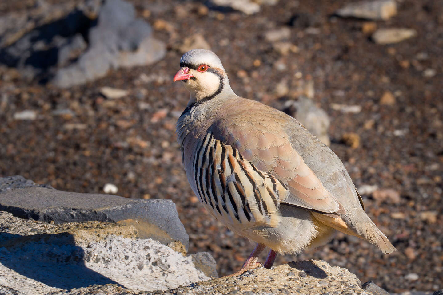Chukar Partridge Chukar Partridge