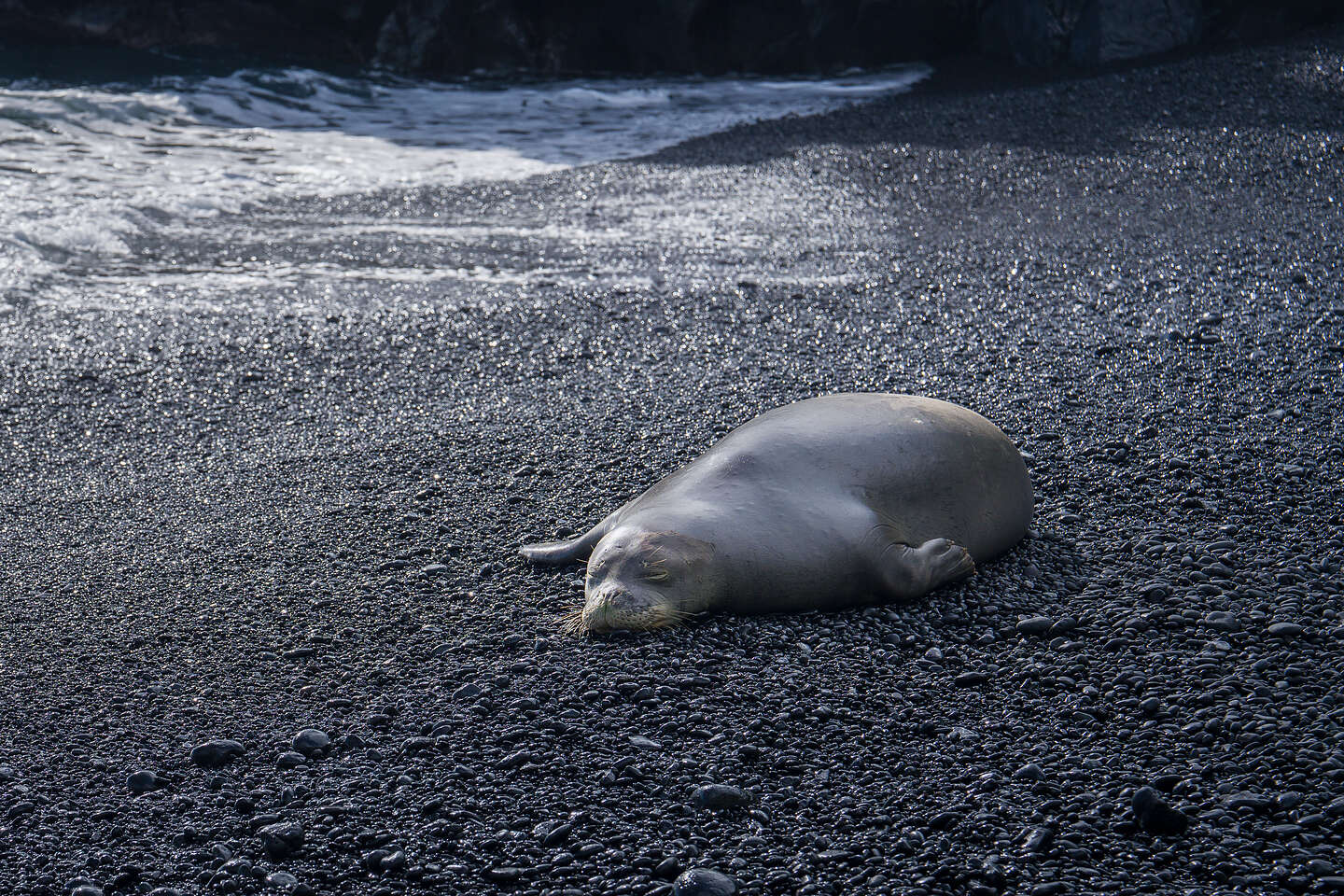 Monk Seal on Black Sand Beach Monk Seal on Black Sand Beach