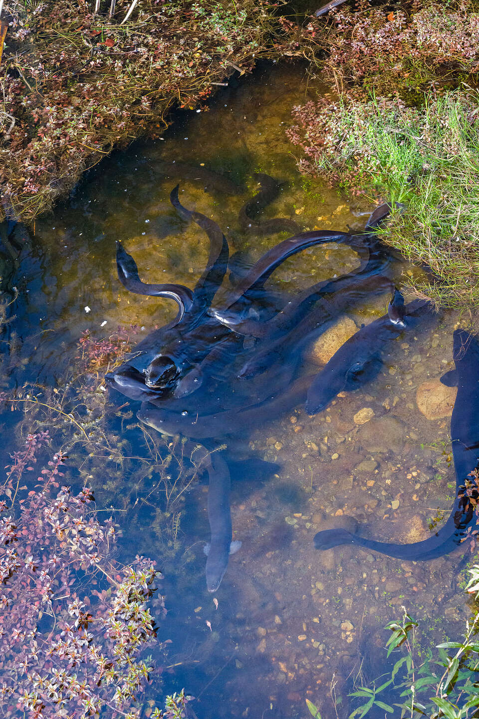 Giant longfin eels Giant longfin eels
