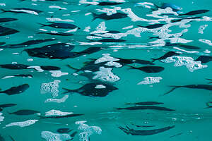 Fishies in the Orua Sea Cave