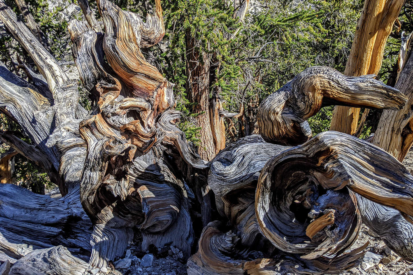 Gnarly bristlecone Gnarly bristlecone