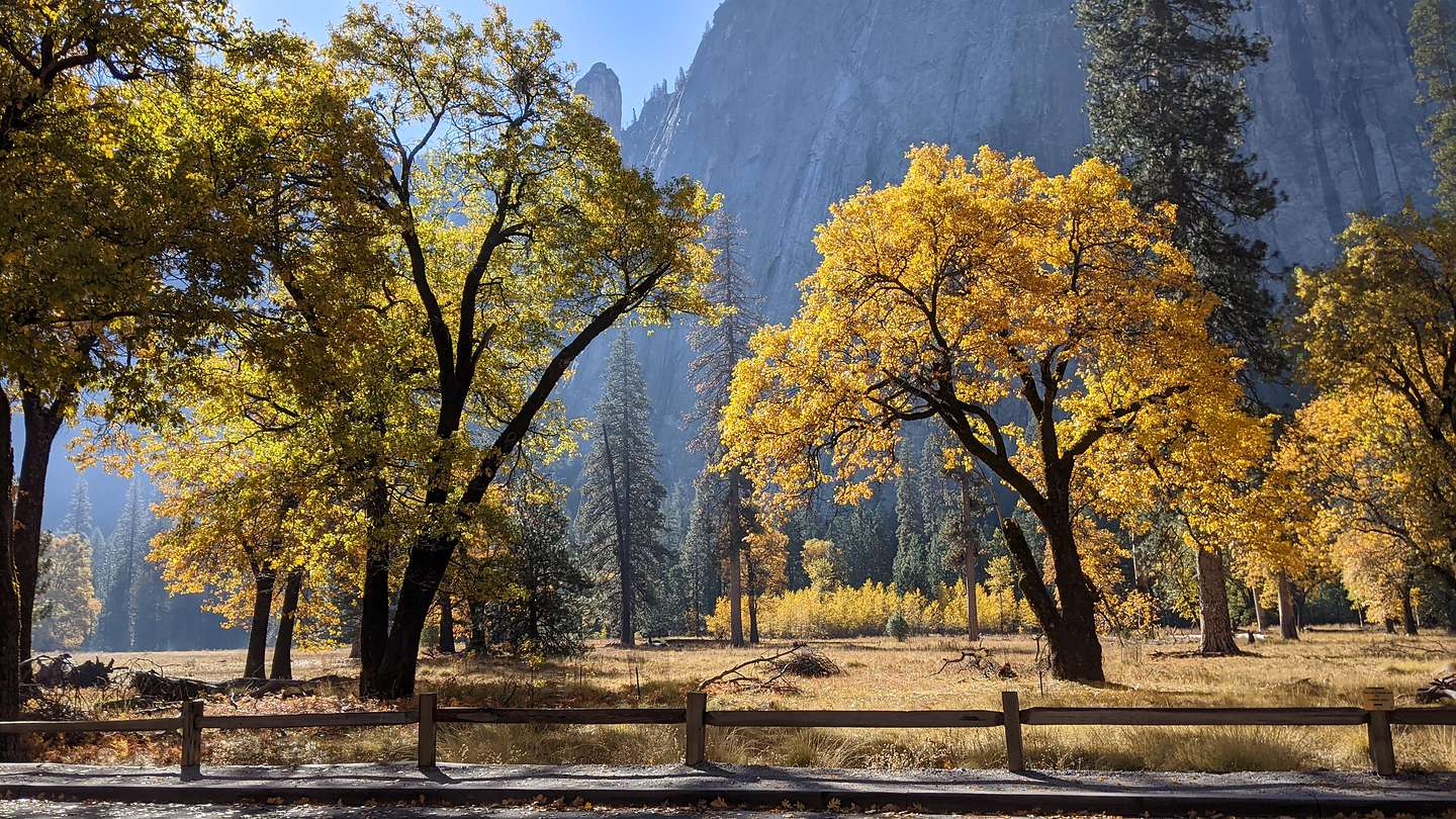 Fall foliage in El Cap Meadow Fall foliage in El Cap Meadow