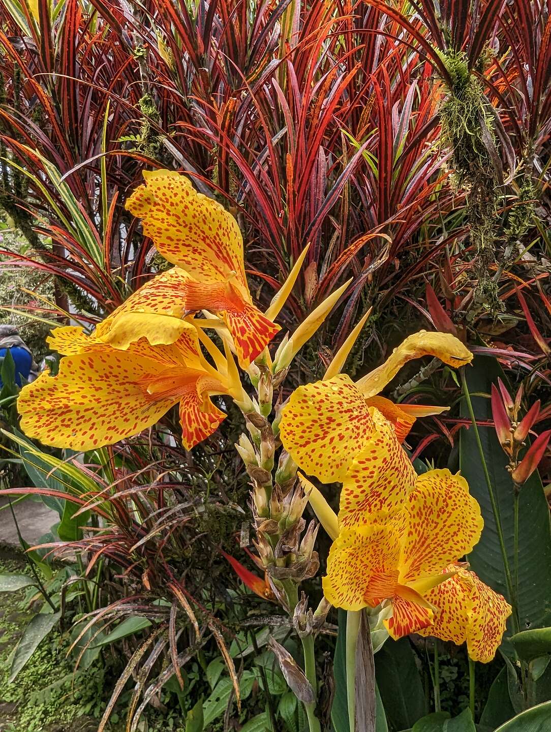 Canna Yellow King Humbert