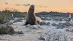 Galapagos Sea Lion