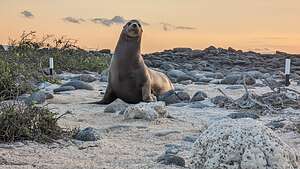 Galapagos Sea Lion