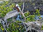 Pelican with her two babies