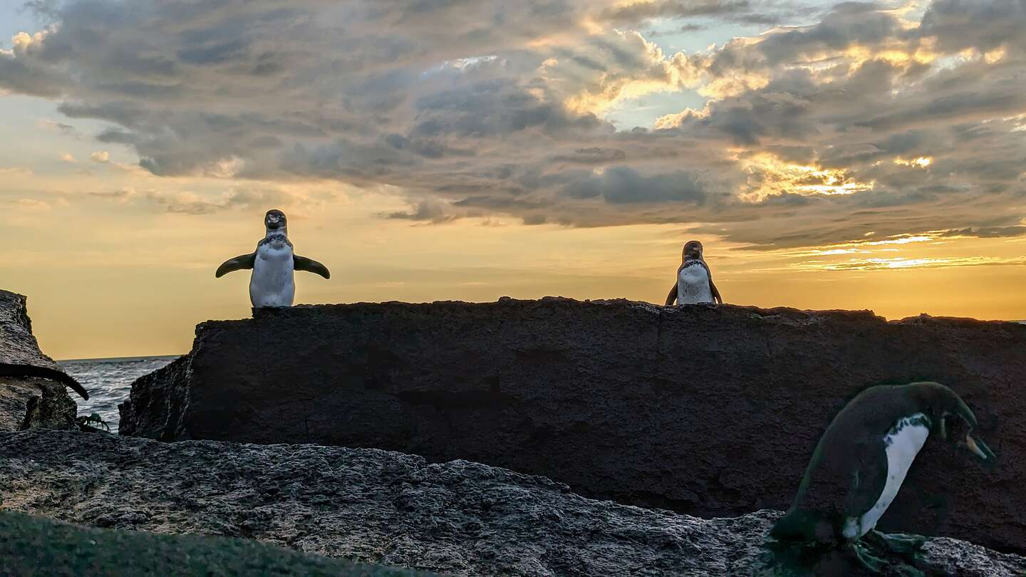 Penguin with flippers out Penguin with flippers out