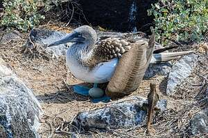 Blue-footed booby nesting in the trail