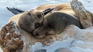 Cuddling sea lions
