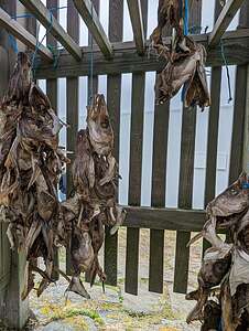 Little hut with dried fish (harðfiskur)