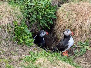 Puffins in their burrow