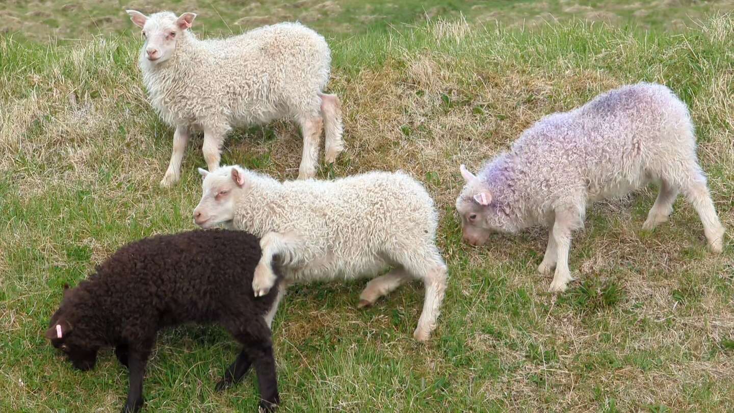 Playful lambs