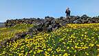 Yellow wildflowers near an 1880s sheepfold