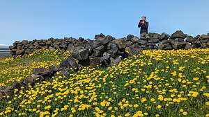 Yellow wildflowers near an 1880s sheepfold