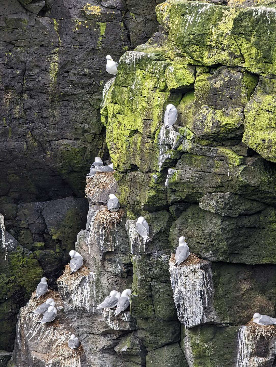 Arctic Terns in Grotto Arctic Terns in Grotto