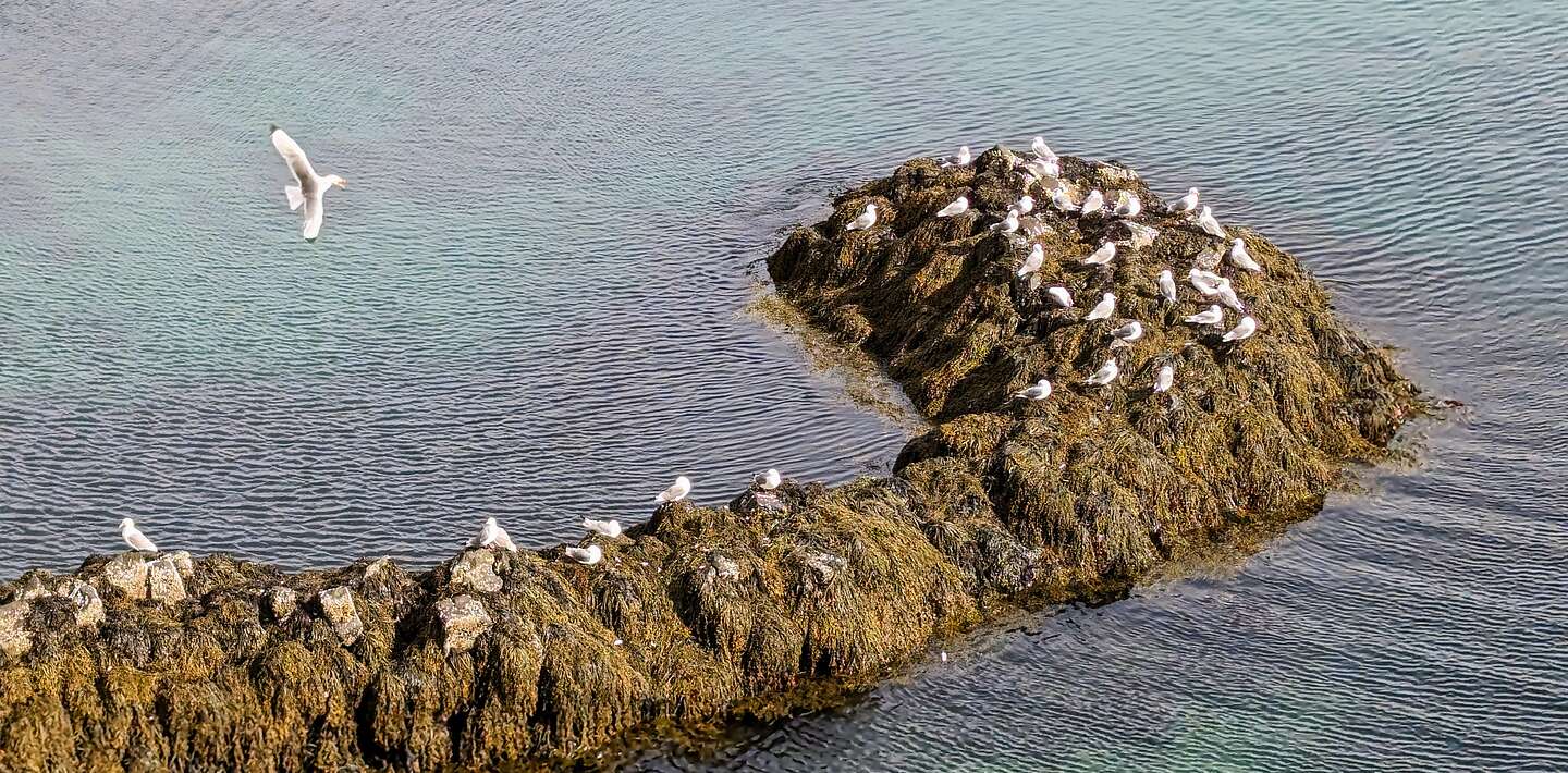 Arctic Tern colony Arctic Tern colony