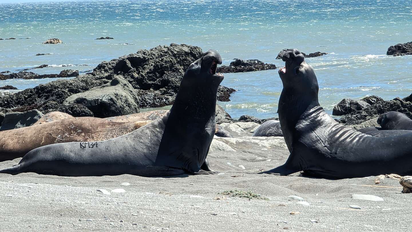 Elephant Seals determining dominance Elephant Seals determining dominance