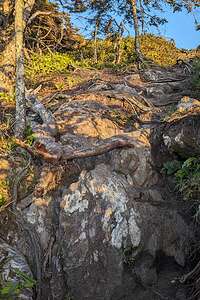 Crazy "non"-trail up to Cox Bay Lookout