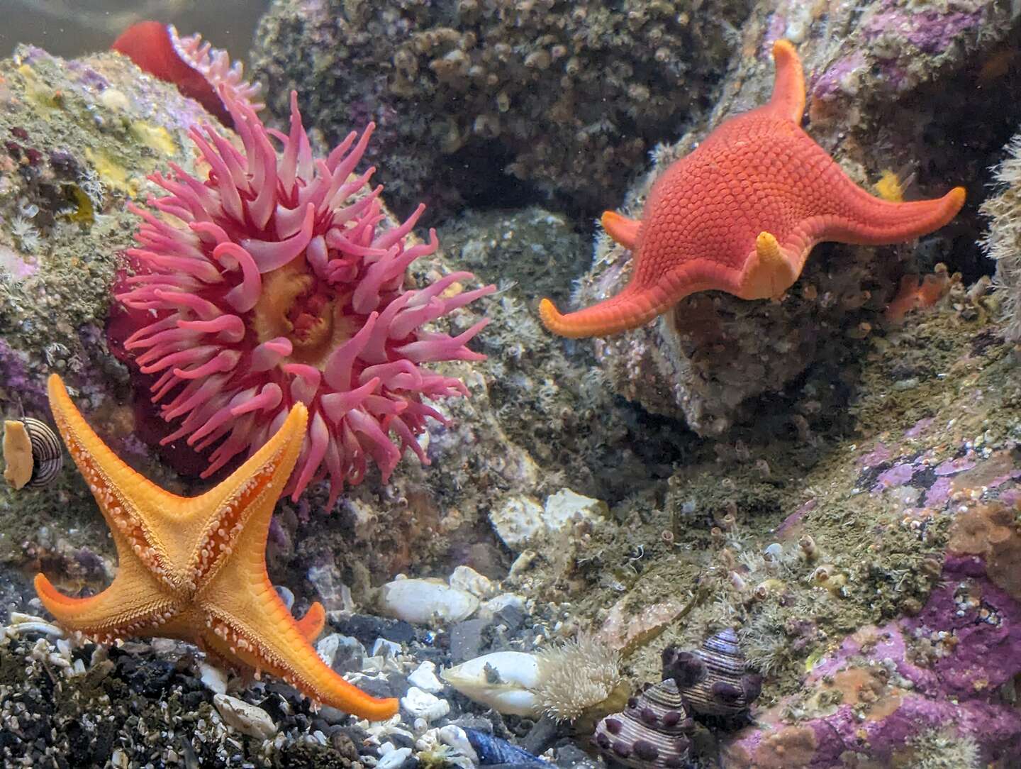 Residents of the Ucluelet Aquarium Residents of the Ucluelet Aquarium