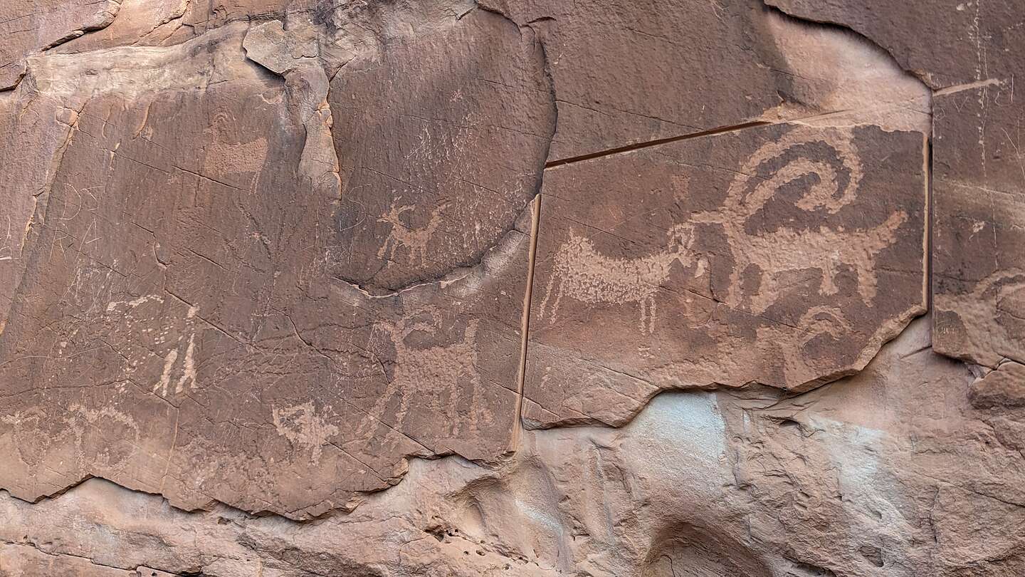 Bighorn Sheep panel