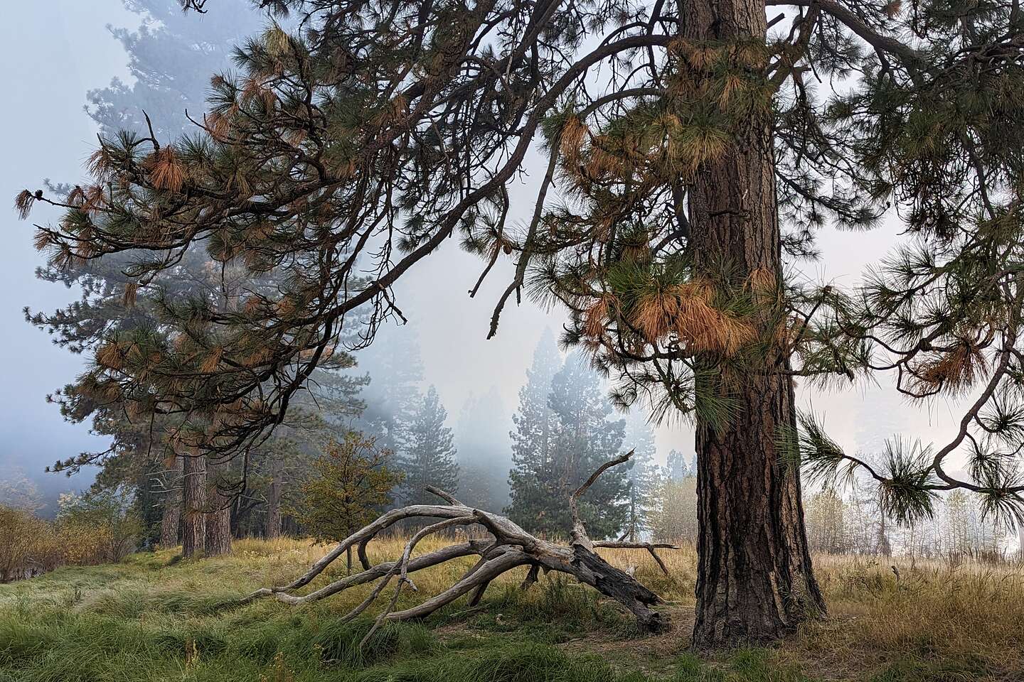 Smoky El Cap Meadow Smoky El Cap Meadow