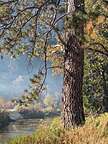 Trees of El Cap Meadow