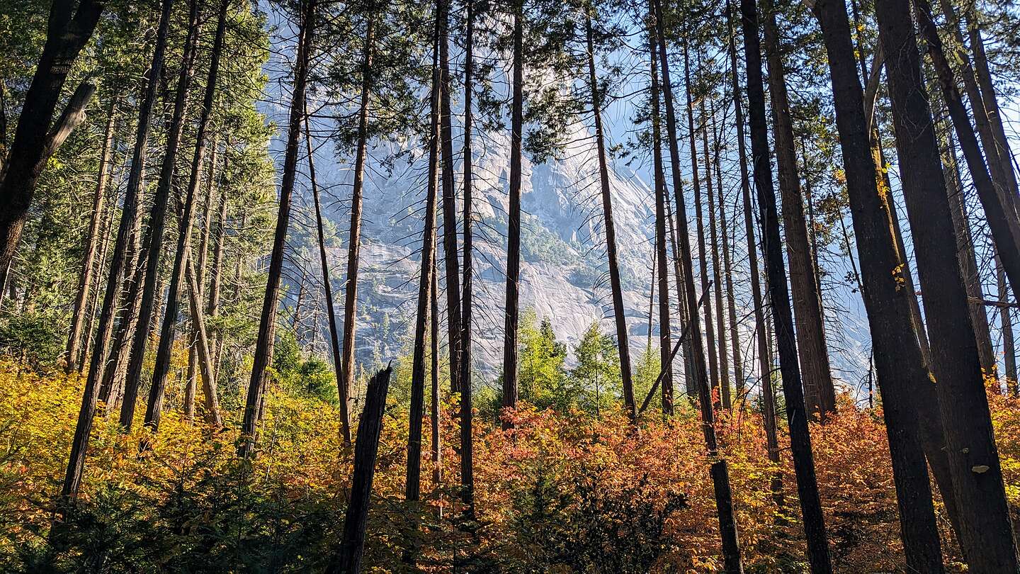 Mt. Watkins through the trees Mt. Watkins through the trees