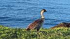 The endangered Nene Goose