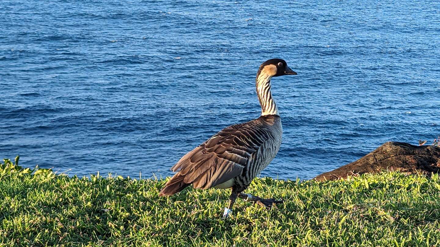 The endangered Nene Goose