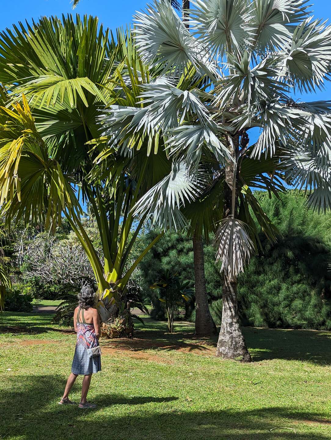 Bismark nobilis palm Bismark nobilis palm