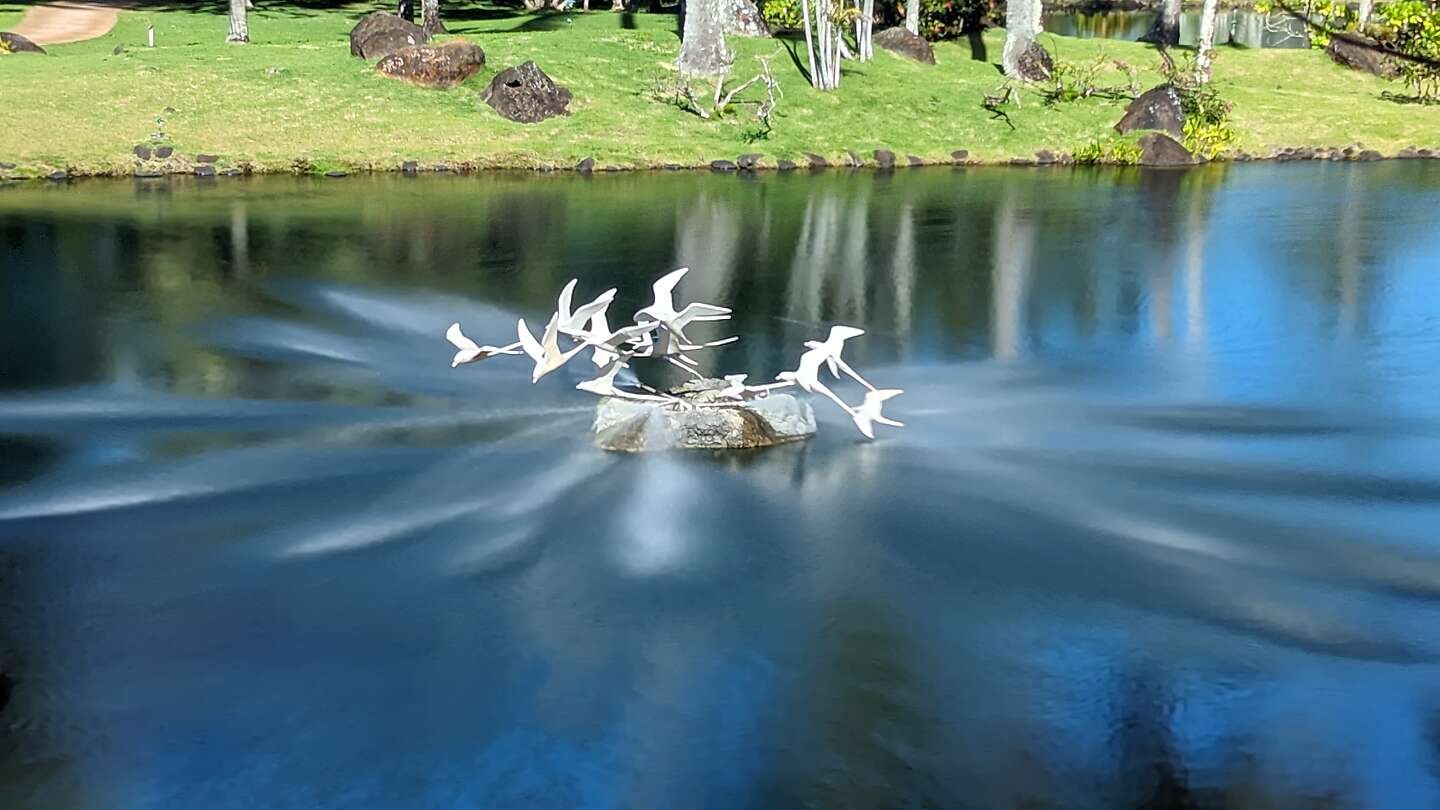  “Flight of the Tropic Birds"