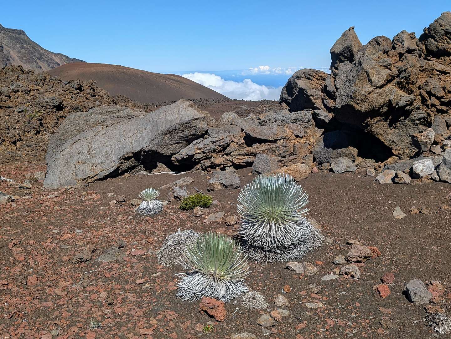 Haleakala Silverswords Haleakala Silverswords