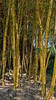 Bamboo Forest