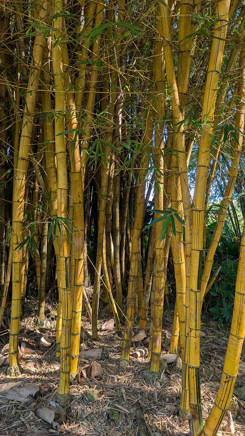 Bamboo Forest Bamboo Forest