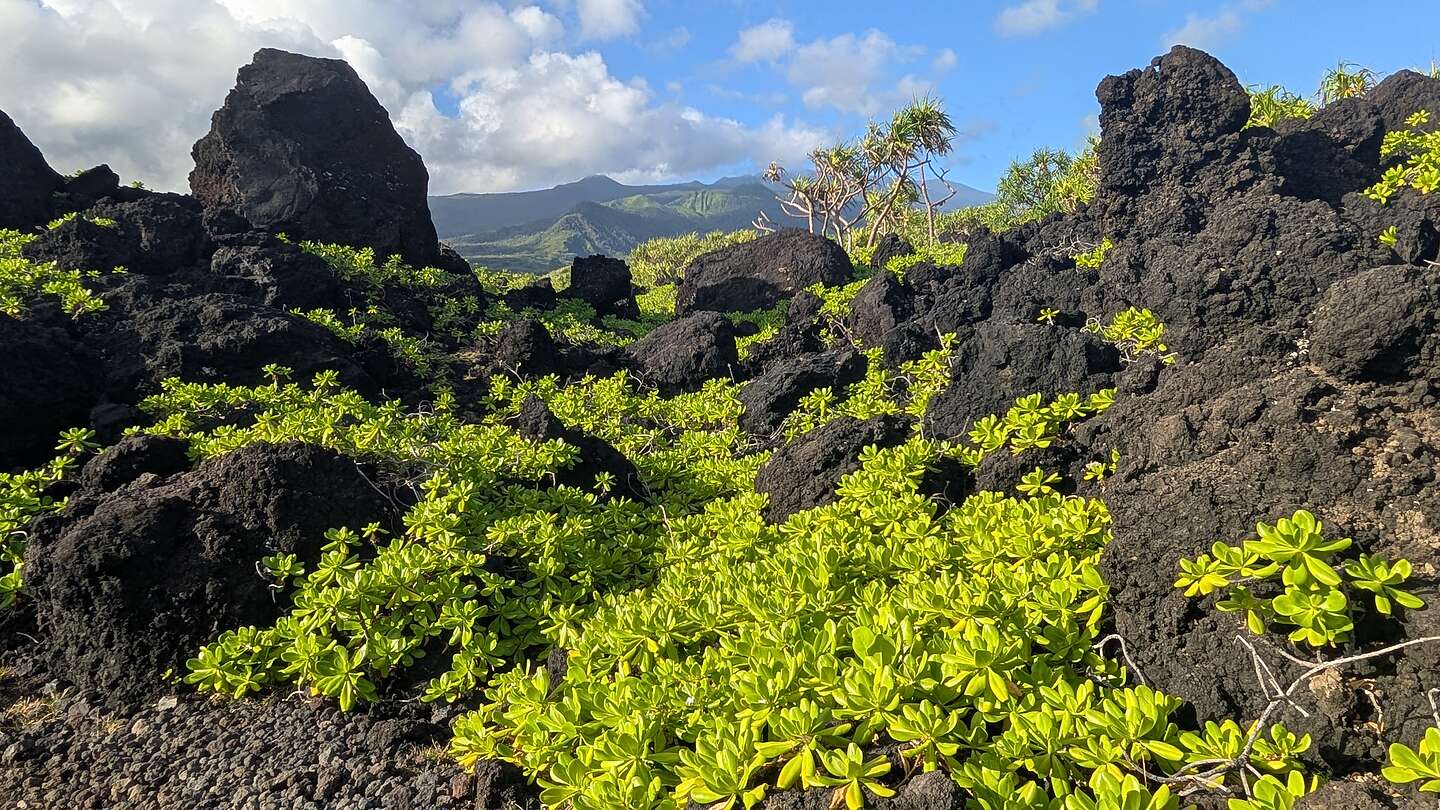 Lava and Napuaka plants Lava and Napuaka plants